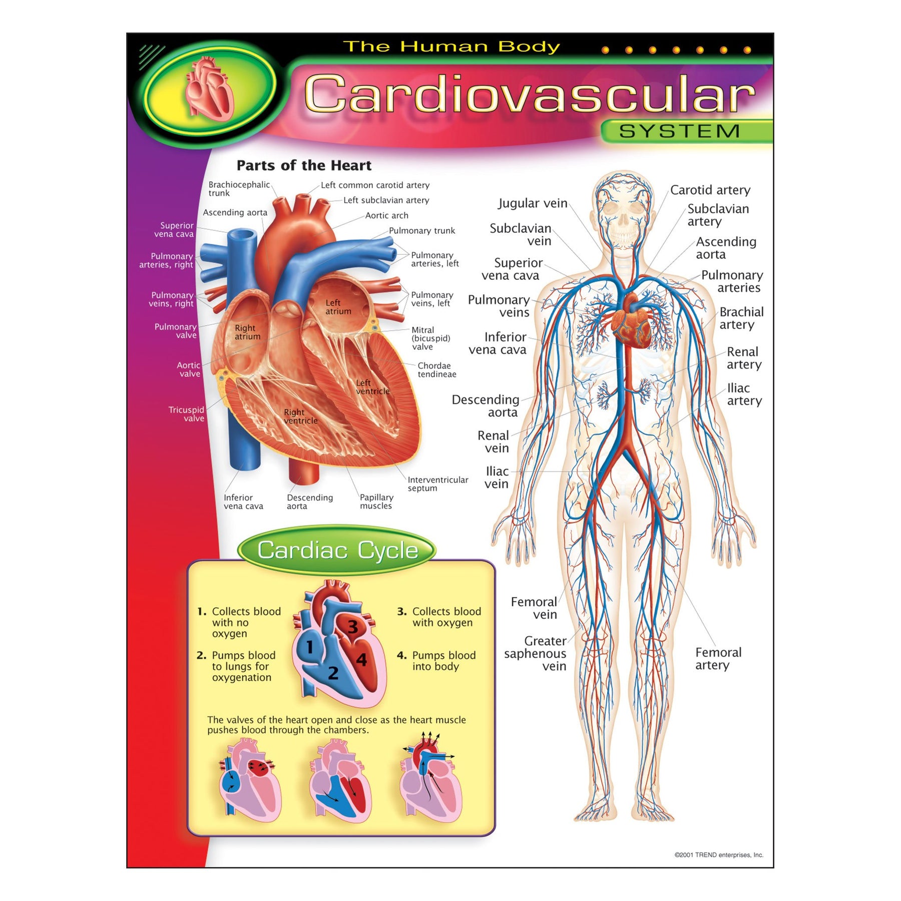 human artery chart