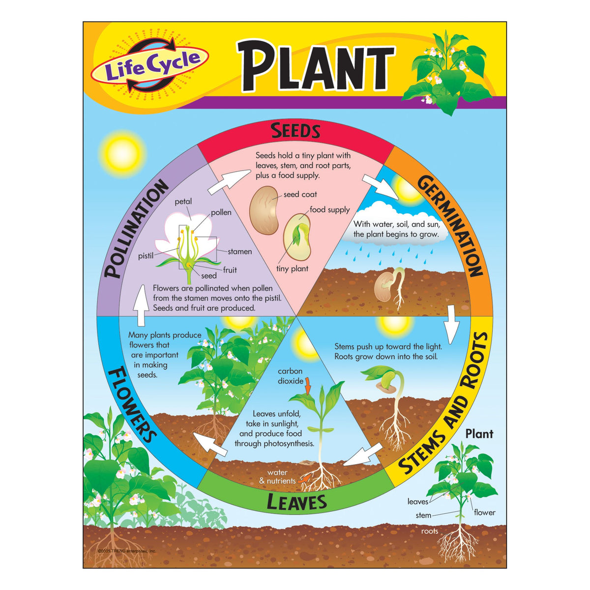 learning-chart-life-cycle-of-a-plant-t38179-trend-enterprises-inc