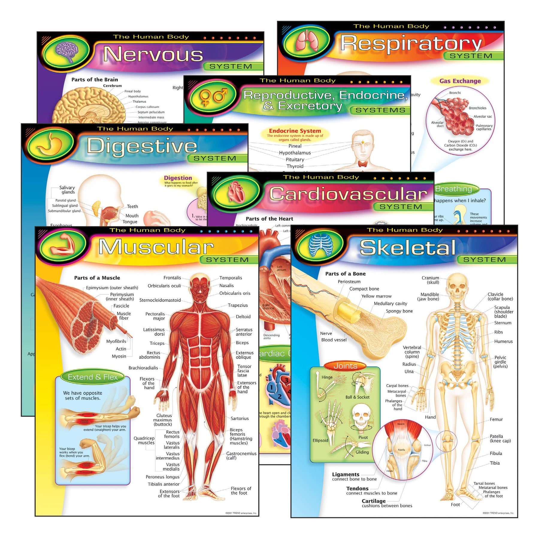 Learning Charts Combo Pack The Human Body T38913 — TREND enterprises, Inc.